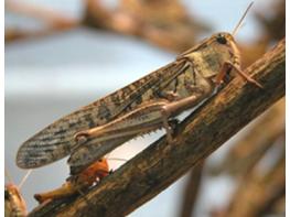 ‘풀무치’ 열 번째 식용곤충 인정 기사 이미지