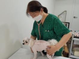서울시, 취약계층과 함께사는 반려동물 필수의료 지원 '우리동네 동물병원' 시작 기사 이미지