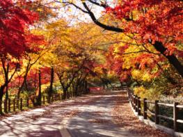 서울시, 깊어가는 가을 정취 느낄 수 있는 산책길‘서울 단풍길 96선’선정 기사 이미지