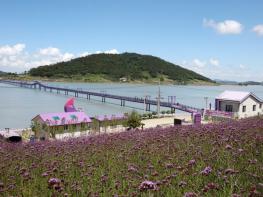 신안군, 퍼플섬에 활짝 핀 버들마편초꽃이 관광객을 유혹한다. 기사 이미지