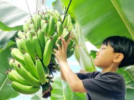 함평 나비대축제 바나나에 반한 아이들 기사 이미지