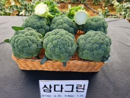 제주도, 신품종 '삼다그린' 재배확대를 위한 컨설팅 강화 기사 이미지