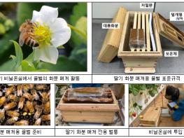 농촌진흥청, 겨울철 딸기, 지금부터 꿀벌·뒤영벌 준비하세요! 기사 이미지