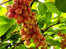 산림청, 다섯가지 맛 오미자 청년층(만 19세~29세)을 사로잡다! 기사 이미지