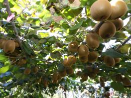 농촌진흥청, ‘골드키위, 안정 생산 박차’ 민관 합동 현장 평가회 개최 기사 이미지