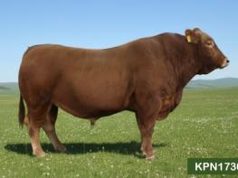 농촌진흥청, 도체중·등심단면적 향상…한우 보증씨수소 16두 선발 기사 이미지