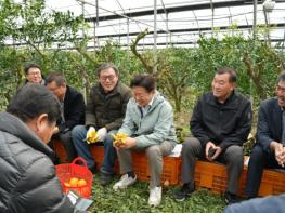 제주 만감류 가격 회복세 속 한라봉 농가 현장 소통 기사 이미지