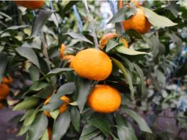 제주도농업기술원, 신품종 만감류 통상실시권 이전 업체 모집 기사 이미지