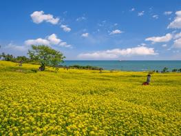 울산 동구 모바일스탬프투어 ‘봄꽃투어’ 운영 기사 이미지