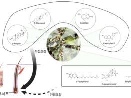 산림청, 탈모 예방 '보리밥나무' 모발 건강 유효 성분 4종 규명 기사 이미지