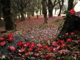 강진군, 천년고찰 백련사 동백숲에서 봄을 만나다 기사 이미지