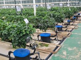 경상남도농업기술원, '버려지는 양액 줄인다' 비료값 변동 대응 딸기 ‘일사비례 급액제어’ 주목 기사 이미지