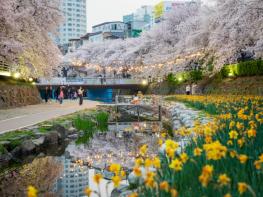 남구, ‘궁거랑, 봄을 걷다’ 제15회 궁거랑 벚꽃 한마당 개최 기사 이미지