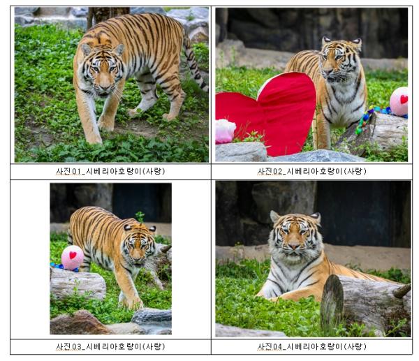 국경을 넘어 종을 잇다…시베리아호랑이 ‘사랑’의 새로운 여정 기사 이미지
